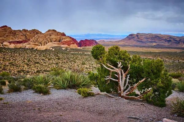 Engebeli ardıç, Las Vegas yakınlarındaki Red Rock Kanyonu 'nda hareketli kumtaşı kayalıklarının geniş çölle buluştuğu yerde dirençli duruyor. Yalnızlığın ve doğal güzelliğin vücut bulmuş hali. Macera teması için mükemmel.