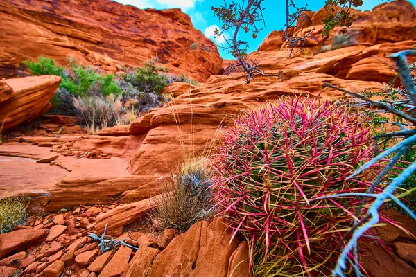 Nevada 'daki Kızıl Kaya Kanyonu' nun canlı güzelliğini keşfedin. Pembe ve sarı dikenli çarpıcı bir kaktüs berrak mavi gökyüzünün altındaki nefes kesici çöl manzarasına renk katar..