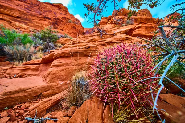 Pembemsi kırmızı dikenli canlı ateş fıçısı kaktüsü açık mavi gökyüzü altında dramatik kumtaşı oluşumlarına karşı Nevadas Red Rock Kanyonu 'nda dirençlidir. Doğa ve seyahat için mükemmel.