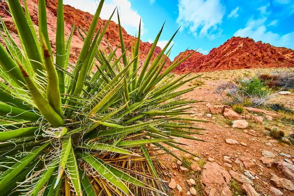 Yucca bitkisi Red Rock Canyons 'da gelişir. Nevadas 'ın engebeli cazibesini, keskin yeşil yaprakları ve çarpıcı kırmızı kaya oluşumları ve açık mavi bir gökyüzü karşısında tecrübe edin..