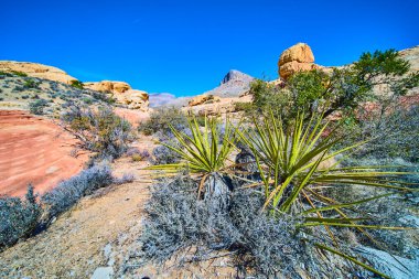 Nevada 'daki Red Rock Kanyonu' nun çarpıcı güzelliğini keşfedin. Görkemli kumtaşı oluşumları ve berrak mavi gökyüzünün altında dayanıklı yukka bitkileri Las Vegas yakınlarında bir çöl cenneti yaratır..