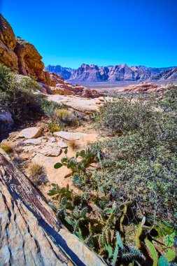 Las Vegas yakınlarındaki Red Rock Kanyonu 'nun engebeli güzelliğini keşfedin. Görkemli dağlar, canlı çöl bitkileri ve çarpıcı kumtaşı oluşumları doğal sanatın muhteşem bir manzarasını yaratır.