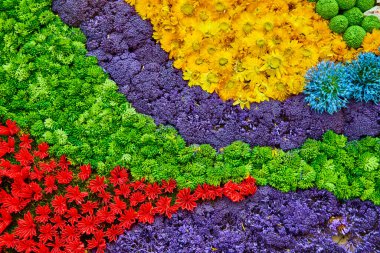 Las Vegas 'taki Bellagio Gardens' ın canlı sanatını deneyin. Cesur sarı, mor ve kırmızı çiçeklerle sergilenen çarpıcı bir çiçek doğal gün ışığı altında güzellik ve yaratıcılığı yakalar..