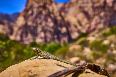 Nevada Red Rock Kanyonu 'nda güneşli bir kayanın üzerinde toprak tonları ve mavi kuyruklu güneşli güneşli bir kertenkeleye dikkat edin. Arka planda engebeli dağlar, çöldeki vahşi yaşamın dayanıklılığını simgeliyor..
