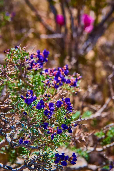 Canlı mor kır çiçekleri, Pine Creek Kanyonu 'ndaki çöl çalıları ve kaktüslerin arasında açar. Las Vegas yakınlarındaki Red Rock Kanyonu, Amerika Birleşik Devletleri' nin güneybatısındaki kurak ve dayanıklılığın güzelliğini ve direncini yakalar.