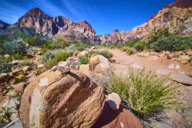 Güneşli bir kertenkele, Las Vegas Nevada yakınlarındaki Red Rock Kanyonu 'nun arka planında kırmızı kumtaşı oluşumları ve yerel kaktüsleri olan bir çöl kayasının üzerinde macerayı ve vahşi yaşamı simgeliyor..