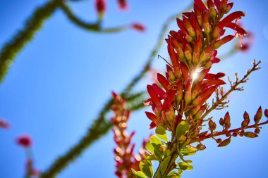 Arizona güneşi altında canlı kırmızı ocotillo çiçekleri açar. İnce yeşil sapları açık mavi gökyüzüne doğru uzanır. Çöldeki bitki örtüsü ve güneybatı doğal güzelliğinin çarpıcı bir gösterisi..