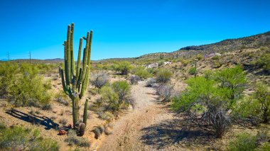 Arizona çölündeki yüksek saguaro kaktüsünün gökyüzü manzarası. Etrafı kayalık arazi ve çöl çalılıklarıyla çevrili. Açık mavi gökyüzü altında macera yalnızlığı ve doğal güzellik temaları için mükemmel..
