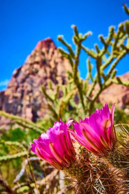 Kırmızı Kaya Kanyonu yakınlarındaki Nevada Çölü 'nde açan canlı eflatun kaktüs çiçekleri. Arka planda ise kayalık bir dağ var. Doğadaki esnekliği ve güzelliği sembolize ediyor..