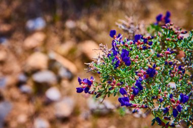 Teksas 'ın canlı mavi boneleri Las Vegas yakınlarındaki Red Rock Kanyonu' nda kaktüslerin arasında çiçek açıyor. Amerika 'nın güneybatı baharında yerli çiçeklerin esnek güzelliklerini yakalıyorlar.
