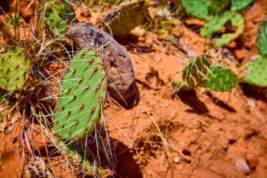 Gunlock State Park Utah 'ta keskin dikenli yeşil dikenli armut kaktüsünün yakın çekimi. Güneşli çöl manzarası Amerika 'nın güneybatısının esnekliğini ve doğal güzelliğini vurguluyor..
