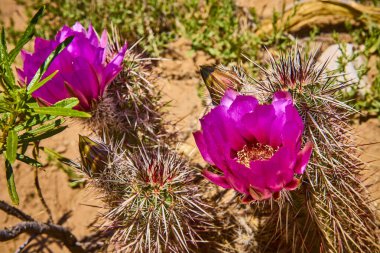 Las Vegas Nevada yakınlarındaki Red Rock Kanyonu 'nun dikenli çöllerinde açan canlı mor kaktüs çiçekleri Güneybatı doğasının esnekliğini ve güzelliğini gözler önüne seriyor..
