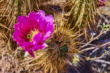 Kayıp Hollandalı Parkı 'nda çiçek açan canlı mor kaktüs Arizona keskin altın dikenlere karşı duruyor ve Amerikan çöllerindeki bitki örtüsünün çarpıcı esnekliğini ve güzelliğini yakalıyor.