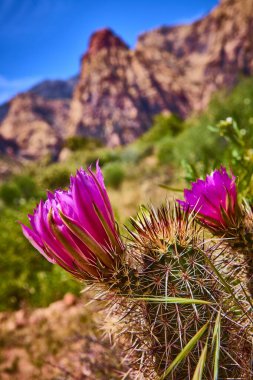 Canlı mor kaktüs çiçekleri, Las Vegas yakınlarındaki Pine Creek Kanyonu Kızıl Kaya Kanyonu 'nda bulanık bir çöl zeminine keskin detaylarla çiçek açarak kurak manzaraların güzelliğini ve esnekliğini yakalar.