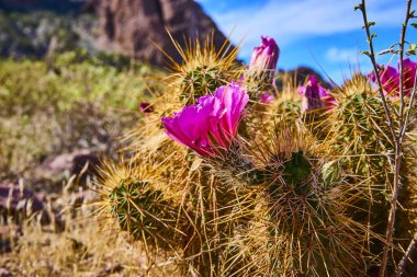 Canlı morumsu kaktüs çiçeği Arizona çölünde altın dikenler arasında açar. Kayıp Hollandalı Eyalet Parkı 'nda doğa direnci ve açık mavi gökyüzü altında güneybatı botanik güzelliğini gösterir.