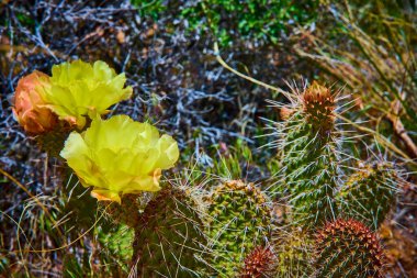 Parlak sarı dikenli armut kaktüsleri, Las Vegas yakınlarındaki Pine Creek Kanyonu Kızıl Kaya Kanyonu 'nun güneşli çöl manzarasında yeşil pedlerin ortasında çiçek açıyor.