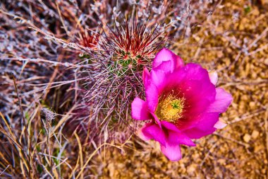 Arizona çölünde keskin dikenlerin ve kumlu toprağın ortasında canlı mor kaktüs çiçeği açarak baharda Amerika 'nın güneybatısının esnek güzelliğini ve eşsiz bitki örtüsünü yakalar..