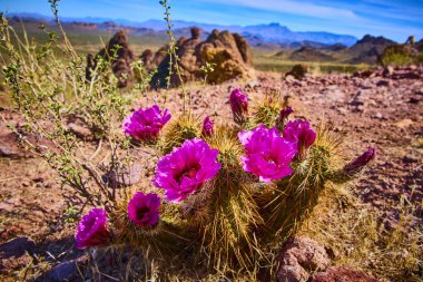 Arizonas 'ta altın dikenler arasında canlı bir morumsu kaktüs çiçek açıyor. Kayıp Hollandalı Parkı kayalık çöl arazisi ve mavi gökyüzü güneybatı vahşi doğasının direnç ve güzelliğini yakalıyor.