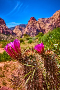 Las Vegas yakınlarındaki Red Rock Kanyonu 'nun güneşli çölünde parlak mor kaktüs çiçekleri açıyor. Arka planda yükselen engebeli kumtaşı zirveleri Amerikan güzelliğini gözler önüne seriyor.