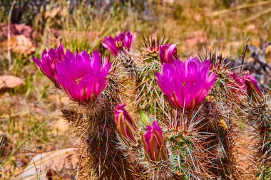 Las Vegas yakınlarındaki Red Rock Kanyonu 'nun keskin dikenleri arasında açan canlı mor kaktüs çiçekleri Pine Creek Kanyonu' ndaki çöl bitkisinin dayanıklılığını ve güzelliğini gözler önüne seriyor.