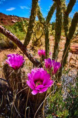 Las Vegas Nevada yakınlarındaki Red Rock Kanyonu 'nda, dikenli yeşil dikenli yaprakların arasında canlı mor kaktüs çiçekleri açmakta. Amerika' nın güneybatısının çarpıcı güzelliğini ve direncini gözler önüne sermektedir..