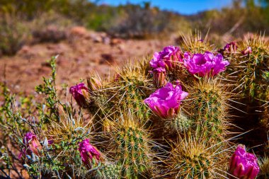Arizona Çölü 'ndeki Kayıp Hollandalı Eyalet Parkı' ndaki dikenli kirpi kaktüsleri bahar güneşinde yerli çöl çiçeklerinin güzelliğini ve dayanıklılığını yakalar..