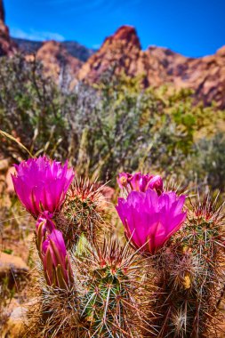 Las Vegas yakınlarındaki Red Rock Kanyonu 'nda canlı eflatun kaktüsler çiçek açar. Keskin dikenler, bu çarpıcı bahar manzarasında engebeli çöl kayaları ve parlak mavi gökyüzü ile tezat oluşturur.