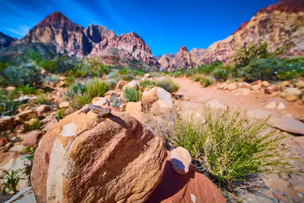 Güneşli bir kertenkele, Las Vegas Nevada yakınlarındaki Red Rock Kanyonu 'nun arka planında kırmızı kumtaşı oluşumları ve yerel kaktüsleri olan bir çöl kayasının üzerinde macerayı ve vahşi yaşamı simgeliyor..