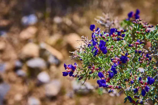 Teksas 'ın canlı mavi boneleri Las Vegas yakınlarındaki Red Rock Kanyonu' nda kaktüslerin arasında çiçek açıyor. Amerika 'nın güneybatı baharında yerli çiçeklerin esnek güzelliklerini yakalıyorlar.