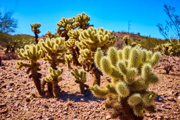 Arizona güneşi altında altın cholla kaktüsü parıldıyor. Etrafı kayalık çöl arazisi ve açık mavi gökyüzü ile çevrili. Amerika 'nın güneybatı vahşi doğasının dayanıklılığını ve eşsiz güzelliğini yakalıyor..