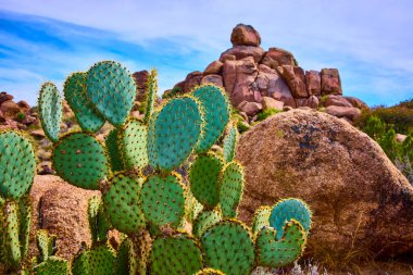 Armut dikenli kaktüs kümesi Arizona çölünün yakınlarında parlak mavi bir gökyüzü altında Amerika 'nın güneybatısının dayanıklılığını ve katıksız güzelliğini gözler önüne seriyor.