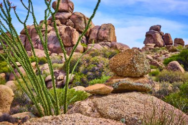 Güneşli granit kayalar ve bir kaya cairn canlı ocotillo gövdeleri ve çöl çiçekleri arasında Amerika 'nın engebeli güzelliğinde seyahat ve doğa temaları için mükemmeldir.