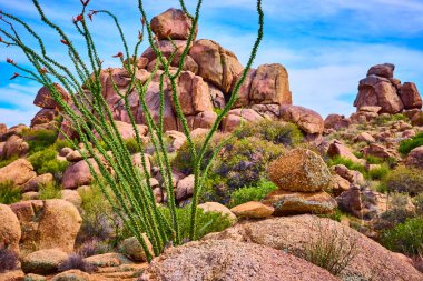 Kırmızı çiçeklerle kaplı Ocotillo bitkileri Arizona çölünde kayalar ve kaktüslerle çevrili bir kaya cairn çerçevesi oluşturuyor. Parlak bir güneybatı gökyüzü altında macera ve sükuneti çağrıştırıyor.