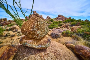 Arizona çölünde, engebeli kaya oluşumlarıyla çevrili Ocotillo kaktüsünün yanında duran ve güneybatı vahşi doğasının esnek güzelliğini yansıtan yıpranmış kaya parçası.