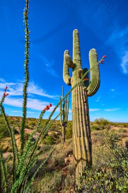 Majestic saguaro kaktüsü ve çiçek açan ocotillo, Arizonas Sonoran Çölü 'ndeki canlı mavi gökyüzünün altında Kayıp Hollandalı Eyalet Parkı' ndaki vahşi doğanın güzelliğini yansıtıyor.