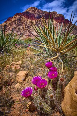 Nevada Çölü 'ndeki Red Rock Kanyonu' nda canlı pembe kaktüs çiçekleri dikenli agave ve renkli kumtaşı kayalıklarıyla Amerika 'nın güneybatısının vahşi güzelliğini ve dayanıklılığını vurguluyor..