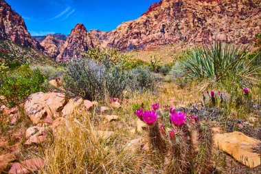 Çiçekler, Las Vegas Nevada yakınlarındaki Red Rock Kanyonu 'ndaki engebeli kızıl kumtaşı uçurumlarına ve çöl çalılarına karşı duruyor. Güneybatının canlı güzelliğini ve direncini yakalıyor..
