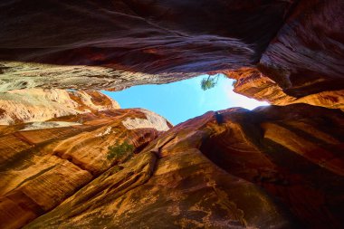 Utah 'taki Kanarra kanyonunun yüksek kırmızı kaya duvarlarından yukarı bakarken canlı kumtaşı mavi gökyüzü ve seyrek yeşillik Amerikan Güneybatı macerasının dehşetini yansıtıyor ve