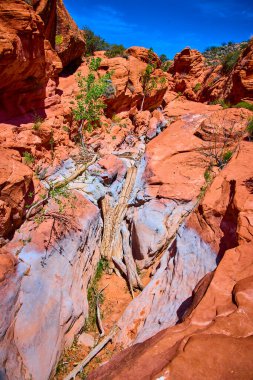 Canlı kırmızı kumtaşı kayaları ve yıpranmış bir ağaç gövdesi Gunlock State Park Utah 'ta parlak mavi gökyüzünün altında kurak kanyonu noktalayan sert çalılarla çarpıcı bir sahne oluşturur.