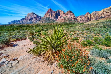 Canlı yukka ve turuncu kır çiçekleri Las Vegas yakınlarındaki Red Rock Kanyonu 'ndaki dramatik kumtaşı uçurumlarının önünde Amerikan çölünün engebeli güzelliğini gözler önüne seriyor.