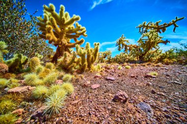 Arizona 'daki Kayıp Hollandalı Eyalet Parkı' nda Cholla Kaktüsü 'nün güneşleniş görüntüsü açık mavi bir gökyüzüyle. Çöl dayanıklılığı ve Amerikanın vahşi güzelliği için mükemmel bir tema.