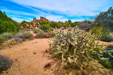 Güneşli kolla kaktüsü, Arizonas 'taki engebeli kayaların ve çöl bitkilerinin arasında, Güneybatı' da macera yolculuğu ve doğal güzellik temaları için mükemmel mavi gökyüzü altında dimdik ayakta duruyor.
