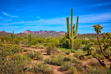 Güneşli dağları ve yerli çöl bitkileriyle birlikte Arizona 'daki Kayıp Hollandalı Eyalet Parkı' nda canlı bir mavi gökyüzünün altında dikilen saguaro kaktüsleri Amerika 'nın güneybatısının vahşi güzelliğini yansıtıyor.