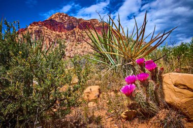 Las Vegas yakınlarındaki Kızıl Kaya Kanyonu 'nda kırmızı kaya oluşumları ve mavi gökyüzünün Amerika' nın güneybatısının vahşi güzelliğini yansıttığı canlı mor kaktüsler çiçek açıyor.