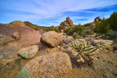 Güneşli granit kayalar ve dikenli bir kolla kaktüsü, Joshua Tree ya da Arizona çölünün yakınlarındaki canlı mavi gökyüzünün altında, seyrek bir çöl bitkisinin arasında göze çarpıyor..