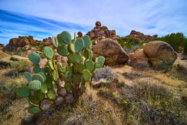 Canlı bir armut kaktüsü, geniş Arizona gökyüzünün altında kuru otların ve engebeli kayaların arasında duruyor. Amerikan Güneybatı Çölü 'nün dayanıklı güzelliğini yakalıyor..