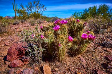 Arizonas 'ta kayalık toprak ve çöl çalılarının arasında açık mavi bir gökyüzü altında muhteşem bir saguaro ve engebeli tepelerle canlı mor çiçekler açar..