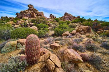 Pembe dikenli canlı fıçı kaktüsü Arizona çölünde dimdik duruyor. Etrafı engebeli kaya oluşumları ve Amerikan güneybatısındaki parlak mavi gökyüzünün altında çöl çalılarıyla çevrili..