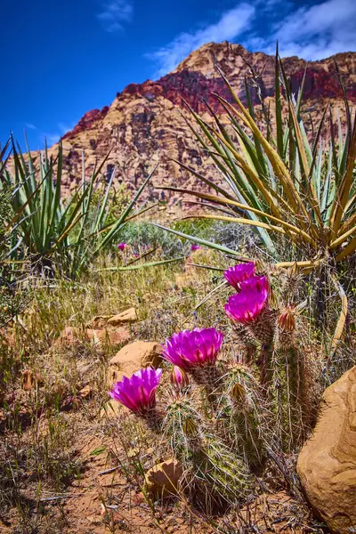 Las Vegas Nevada yakınlarındaki Pine Creek Kanyonu Red Rock Kanyonu 'ndaki görkemli kızıl uçurumların altında serpilen canlı mor kaktüsler ve dayanıklı çöl bitkileri serpiyor.