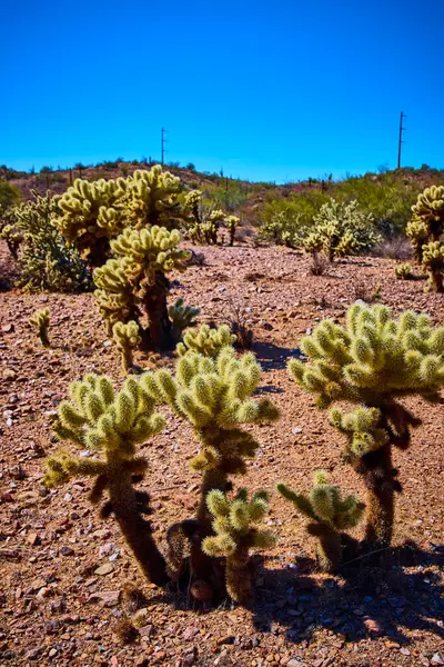 Kolla kaktüsü parlak Arizona güneşinde parlıyor kumlu bir zemin ve uçsuz bucaksız mavi gökyüzüne karşı, Birleşik Devletler 'in güneybatısındaki çölün saf güzelliğini ve dayanıklılığını yakalıyor..